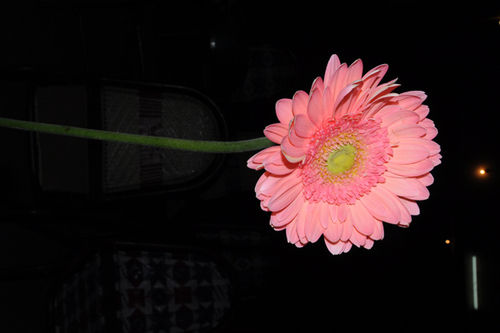 Gerbara Pink Flower