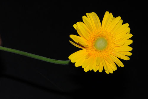Gerbara Yellow Flower
