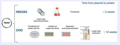 Recombinant IgG Production