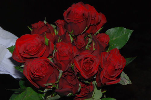 Tajmahal Roses at Best Price in Hosur, Tamil Nadu | Vegfloexports