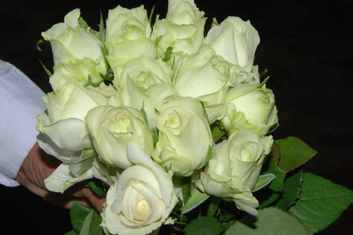 White Roses