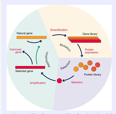 Directed Enzyme and Protein Evolution