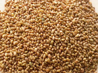 Alfalfa Seeds - 100% Germination Rate, High Protein Varieties, Available in Bulk Quantities