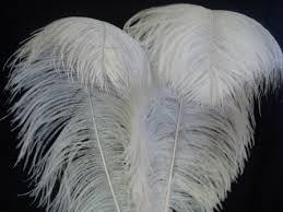 Ostrich Feathers