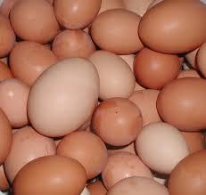 Premium Grade Table Eggs