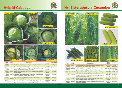 Hybrid Cabbage Seed