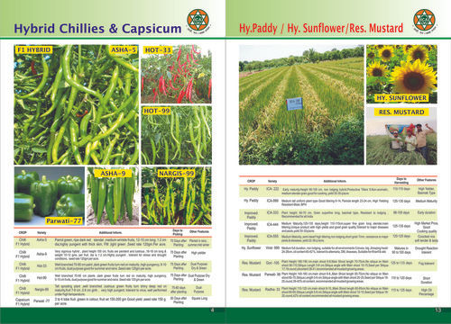 Hybrid Chillies And Capsicum
