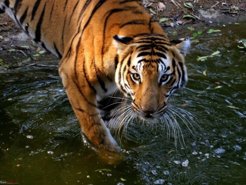 On the Tiger Trail Tour Package By Kash Venture Travels Pvt. Ltd.