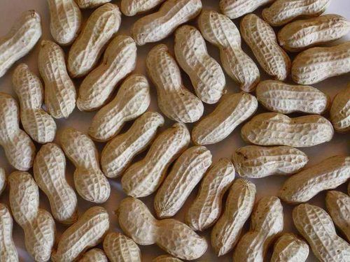 Groundnuts