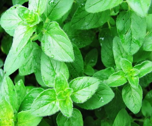 Oregano Oil Feed Additive (Feed Grade)