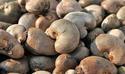 RAW CASHEW NUT