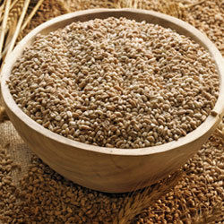 Ajantha Wheat