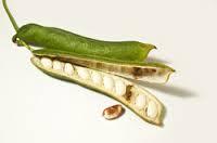 Beans Extract (Phaseous Vulgaris)