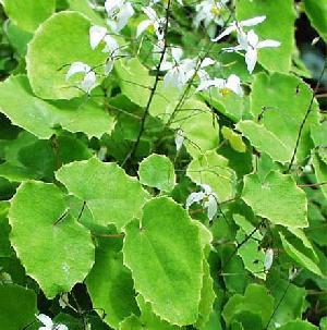 Epimedium Extract (Icarin 10%,20%,50%)