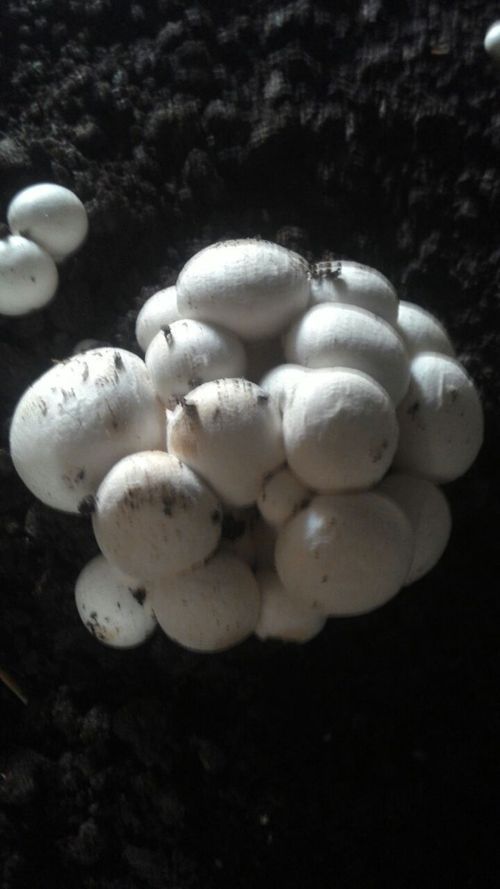 Fresh Button Mushrooms