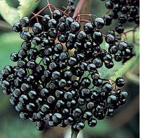 Black Currant Extract Anthocyanidins