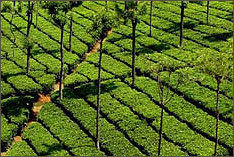 Nilgiri Tea