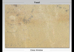 Fossil Sandstone