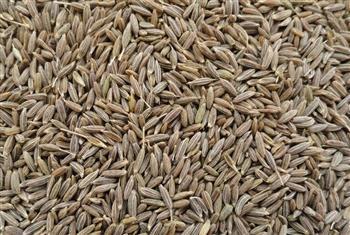 cumin seed