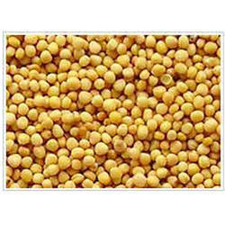 Yellow Mustard Seeds