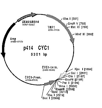 P414 Cyc1 Vector