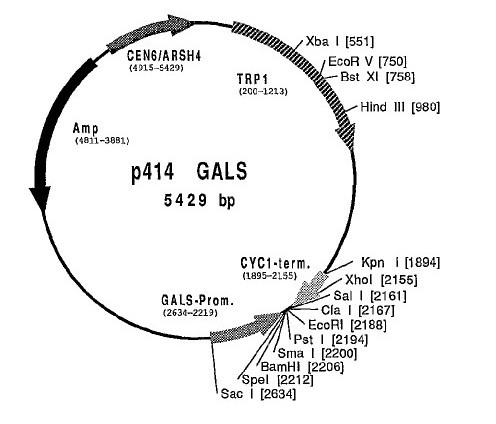 p414 GALS Vector