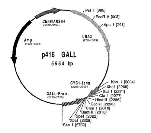 P416 Gall Vector