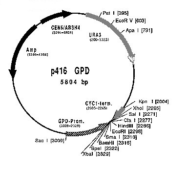 P416 GPD Vector