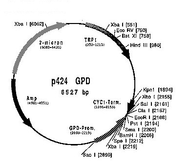 P424 Gpd Vector