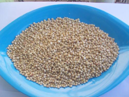 Yellow Sorghum Grain