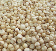 Superior Quality Sorghum