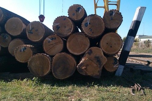 Oak Logs (Ukraine)