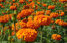 Marigold Extract, Lutein and Zeaxanthin