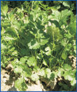 Coriander Leafs