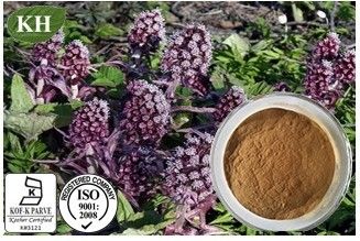 Butterbur Extract