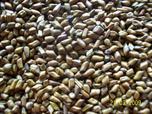 Agri Cassia Tora Seed