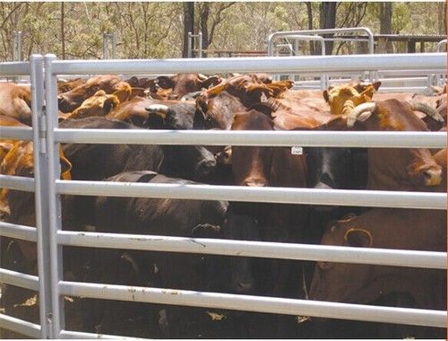 Cattle Panels