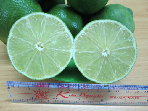 Fresh Natural Seedless Lime