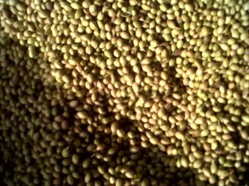 Coriander Seeds - Premium Quality, Versatile Culinary Spice for Curries, Sausages, and Seasonings - Natural Carminative and Medicinal Benefits