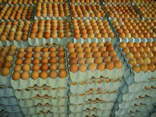 Fresh Chicken Eggs