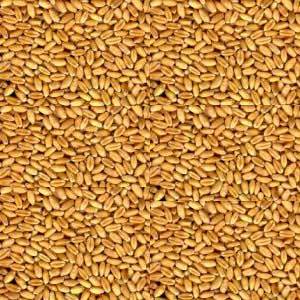 High Quality Wheat Grain