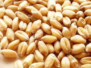 New Crop Durum Wheat 