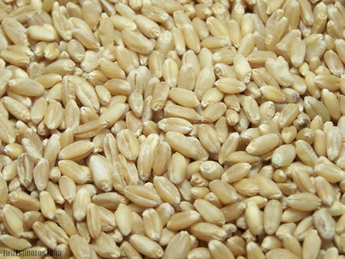 Whole Wheat Grains