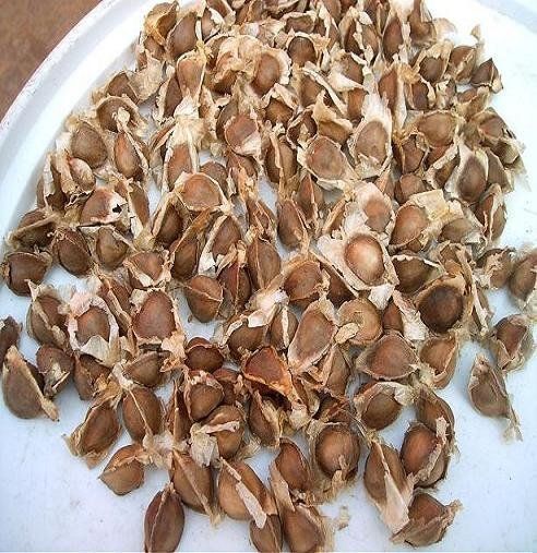 Moringa Seed