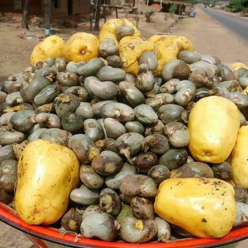 Benin Raw Cashew