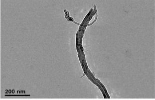 Carbon Nanotubes