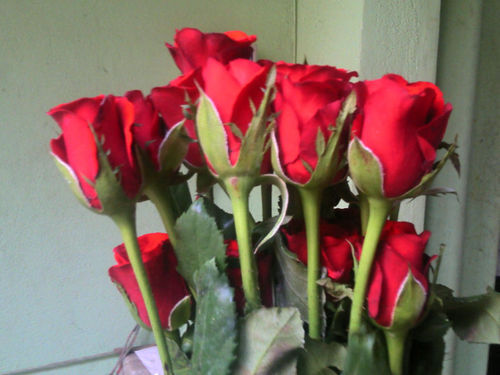 Red Roses