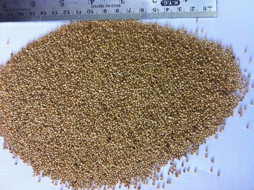 Yellow Panicum Millet.