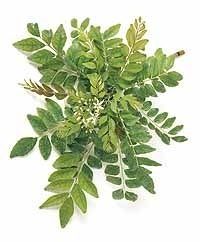 Curry Leaves