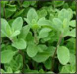 Marjoram Extract